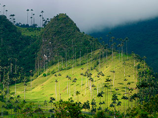 Bosques de Cocora